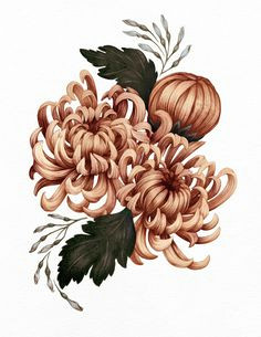 Japanese Flowers Drawing Easy 10 Best Chrysanthemum Drawing Images Botanical Illustration