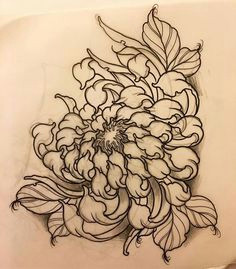 Japanese Flowers Drawing Easy 10 Best Chrysanthemum Drawing Images Botanical Illustration