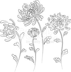 Japanese Flowers Drawing Easy 10 Best Chrysanthemum Drawing Images Botanical Illustration