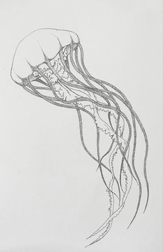 Jellyfish Drawing Easy 45 Best Jellyfish Images