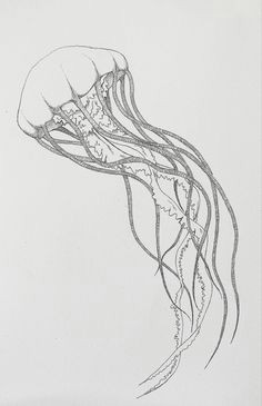 Jellyfish Drawing Easy 45 Best Jellyfish Images