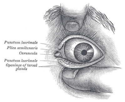 Jungkook S Eyes Drawing Canthus Wikipedia