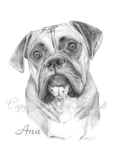 K9 Drawing 17 Best Dog Drawings Images Dog Drawings Pencil Drawings Animal