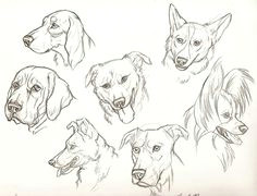 K9 Drawing 17 Best Dog Drawings Images Dog Drawings Pencil Drawings Animal