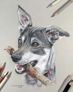K9 Drawing 774 Best Dog Drawings and Paintings Images Dog Drawings Drawings
