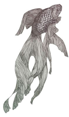 Koi Drawing Tumblr Fish Sketch On Behance Tats In 2019 Fish Sketch Drawings Fish