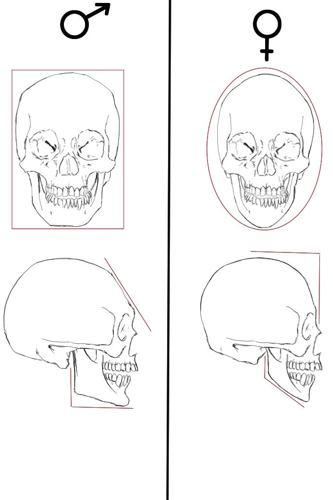 L Square Drawing This Drawing Shows the Differences Between A Male and Female Skull