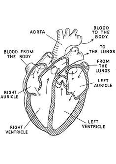 Labeled Drawing Of A Human Heart 1875 Best Human Heart Images In 2019 Feminist Art Embroidery