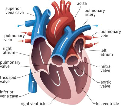 Labeled Drawing Of A Human Heart Anatomy Of the Heart Diagram View