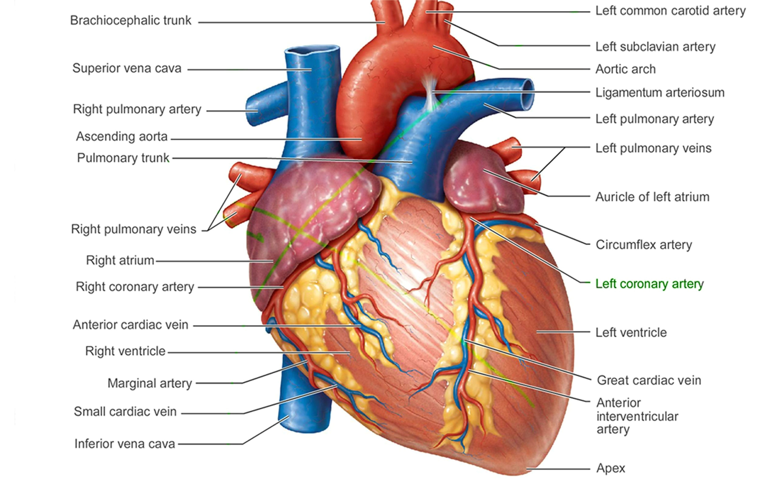 Labeled Drawing Of A Human Heart Pictures Of Human Heart Anatomy Anatomy Of the Human Heart 4k Ultra