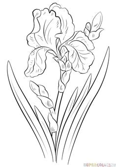 Learn Drawing Flowers How to Draw An Iris Flower Step by Step Drawing Tutorials