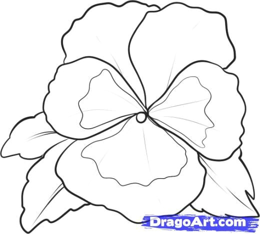 Learn Drawing Flowers Learn How to Draw A Pansy Flowers Pop Culture Free Step by Step