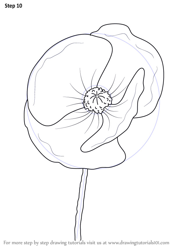 Learn Drawing Flowers Learn How to Draw Poppy Flower Poppy Step by Step Drawing