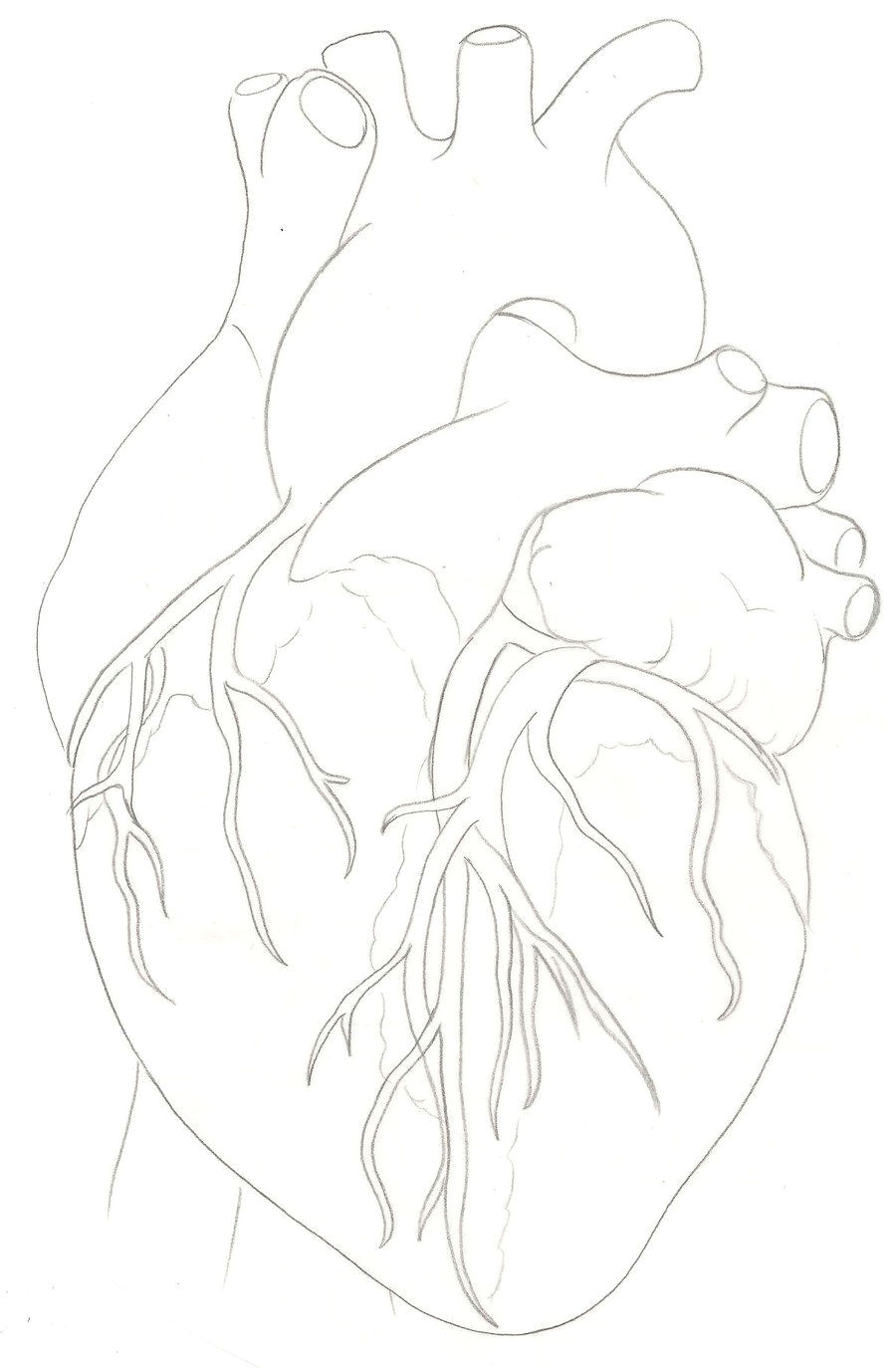 Line Drawing Of A Human Heart Human Heart Tattoo by Metacharis On Deviantart Always A Parents