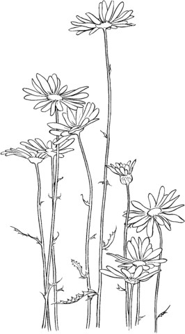 Line Drawing Of Daisy Flower Oxeye Daisy Coloring Page From Daisy Category Select From 20946