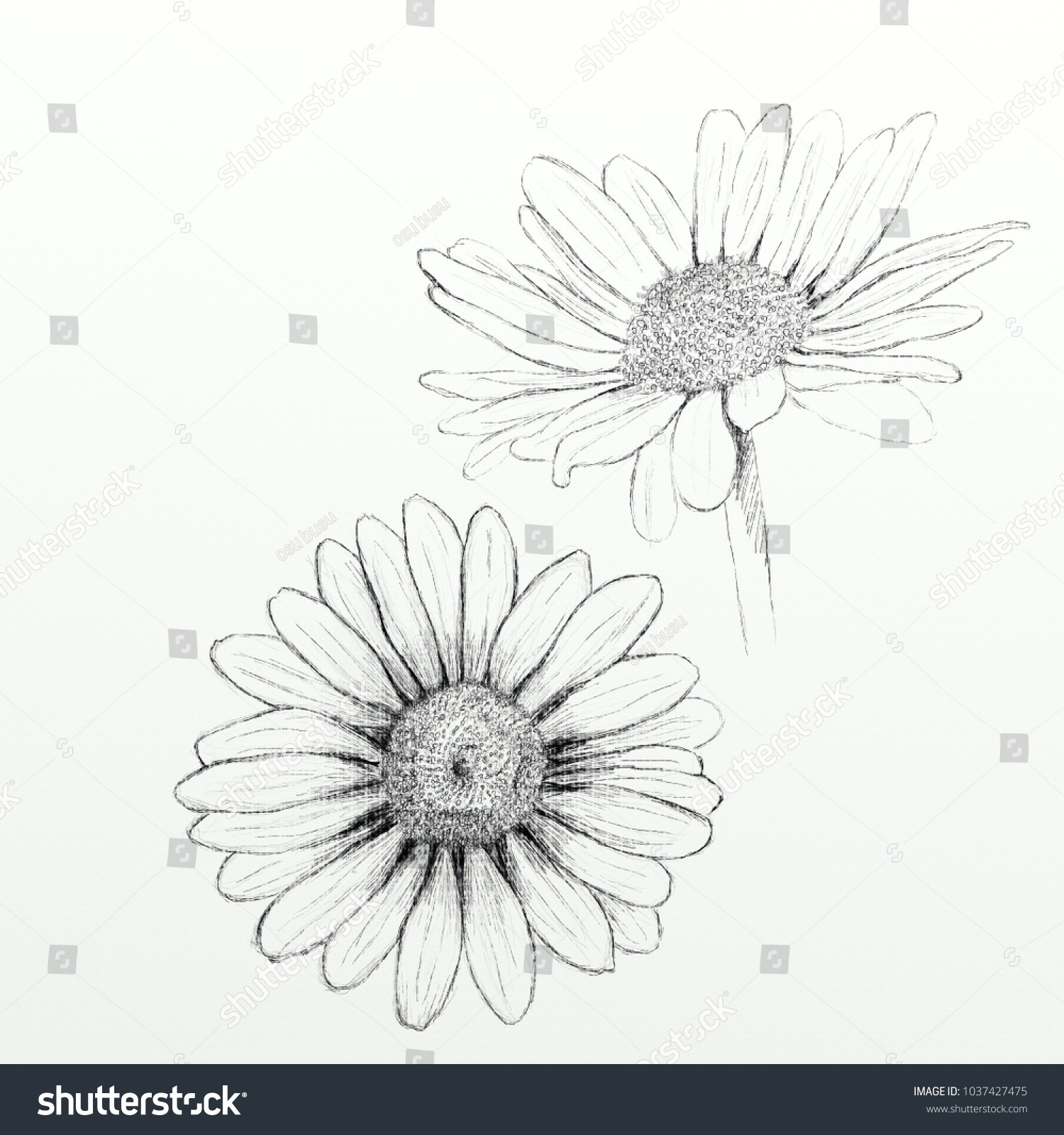 Line Drawing Of Daisy Flower Royalty Free Stock Illustration Of Hand Drawn Daisy Flower Stock