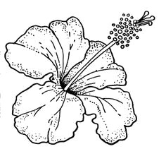 Line Drawing Of Hibiscus Flowers 33 Best Hybiscus Study Images Design Tattoos Hibiscus Line Art