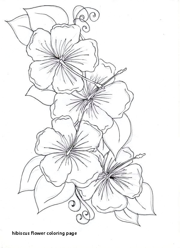 Line Drawing Of Hibiscus Flowers Hibiscus Coloring Page Fresh Hibiscus Flower Coloring Page