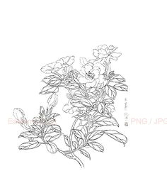 Line Drawing Of Jasmine Flower 19 Best Chinese Line Drawing Images Colouring Pages Flower Line