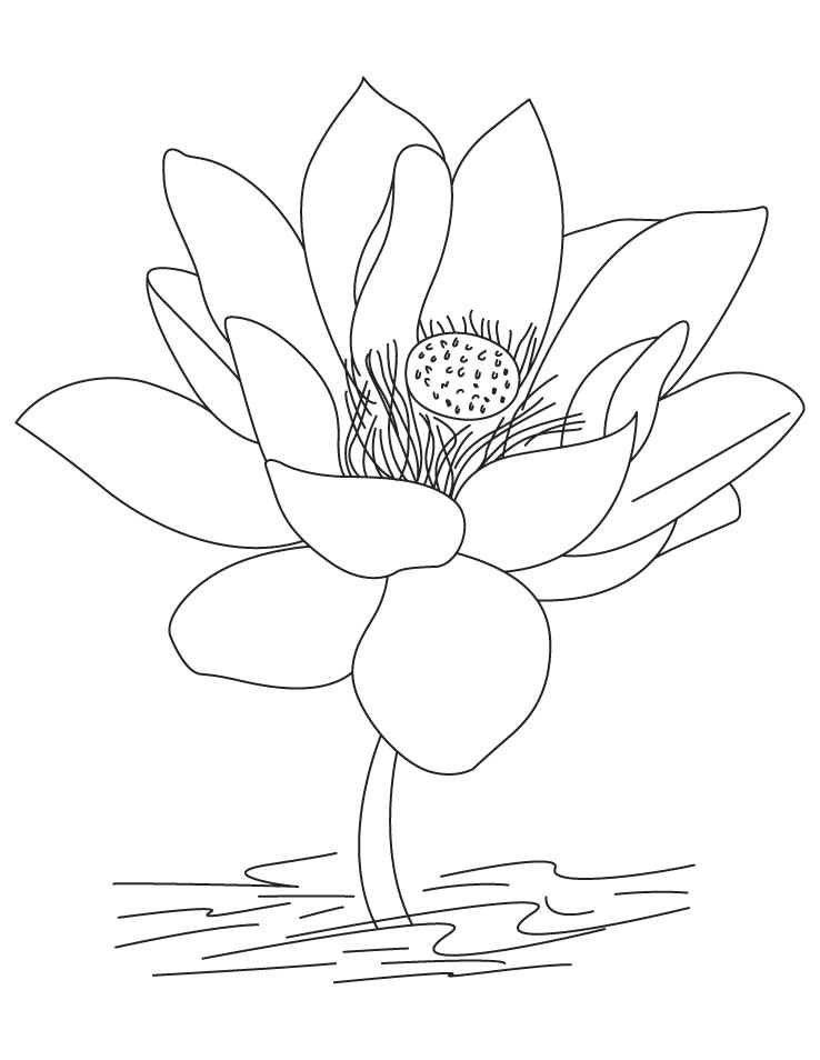 Line Drawing Of Lotus Flower Free Printable Lotus Coloring Pages for Kids Flower Coloring Pages