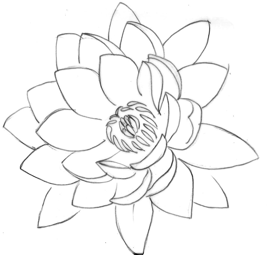 Line Drawing Of Lotus Flower Lotus Tattoo 2 by Metacharis On Deviantart Tattoos and Flash