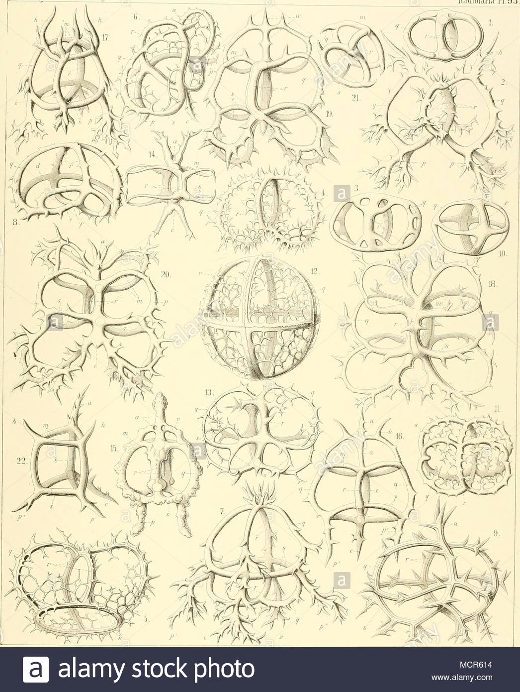 M Drawing Photo Ich Raeckel Und A Gilrsch Det 1 4 Zygostephanus 5 6 Ac Anth 0d