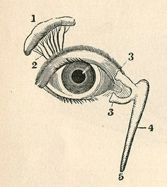 Medical Drawing Of An Eye 121 Best Eye Anatomy Images Eye Anatomy Eyeball Anatomy Eyes