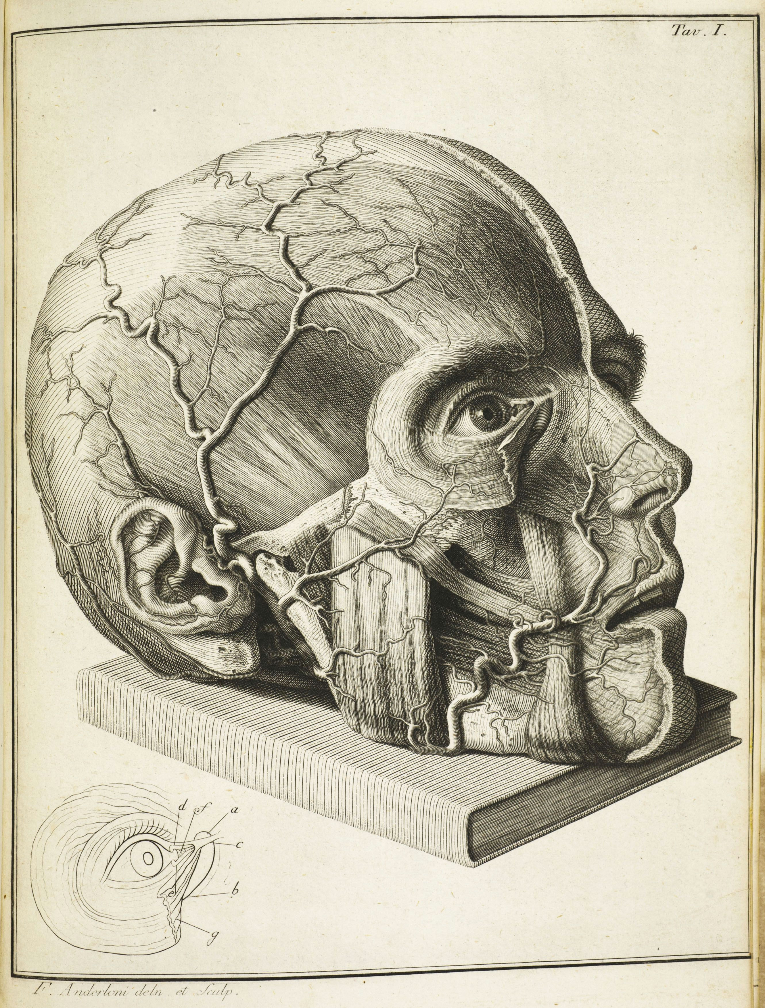 Medical Drawing Of An Eye 16th Century Drawings Of Disease are as Fascinating as they are