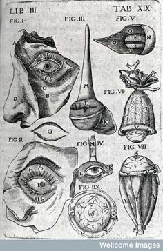 Medical Drawing Of An Eye 236 Best Vintage Medical Illustrations Images Human Anatomy