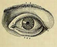 Medical Drawing Of An Eye 236 Best Vintage Medical Illustrations Images Human Anatomy