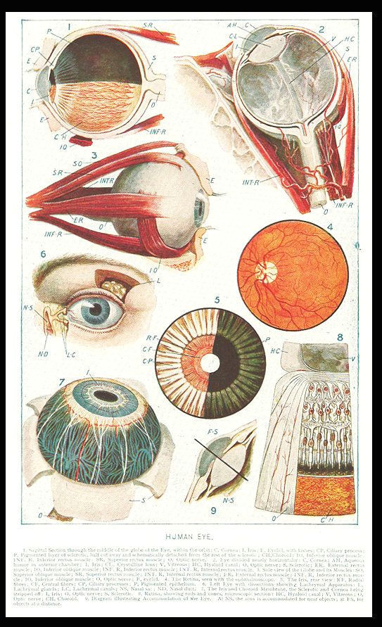 Medical Drawing Of An Eye A Map Of the Anatomy that Maps Our Everyday Life Veins Run Like