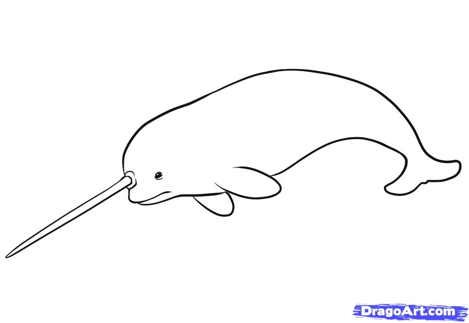 Narwhal Drawing Tumblr Narwhal Drawing Narwhal Cartoon Www Imgkid Com the Image Kid