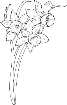 Nature Drawing Flowers with Colour 215 Best Flower Sketch Images Images Flower Designs Drawing S