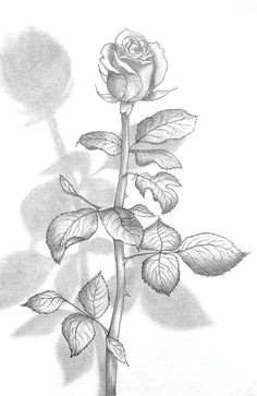 Nice Drawings Of Roses 61 Best Art Pencil Drawings Of Flowers Images Pencil Drawings
