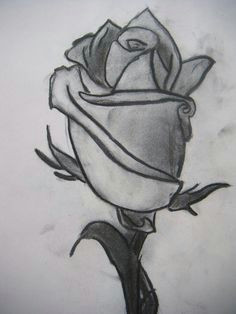 Observational Drawing Of A Rose 27 Best tonal Drawings Images Pencil Drawings Color Pencil