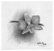 Observational Drawing Of A Rose 350 Best Observational Drawings Images Pencil Art Pencil Drawings