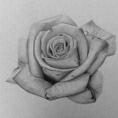 Observational Drawing Of A Rose Deshaun Young Deshaunmarquese On Pinterest