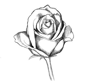 Outline Drawing Of A Rose How to Draw A Rose Drawing Lettering Drawings Art Drawings