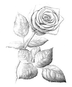 Pen Drawing Of A Rose 40 Best Beautiful Drawn Roses Images Drawing Techniques Rose