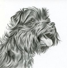 Pencil Drawing Dog Hair 35 Best Colored and Graphite Pencil Dog Drawings Images In 2019