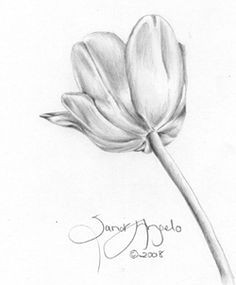 Pencil Drawing Flowers Hd 1412 Nejlepa A Ch Obrazka Z Nasta Nky Flower Drawings Drawings