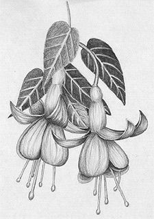 Pencil Drawing Flowers Hd 61 Best Art Pencil Drawings Of Flowers Images Pencil Drawings