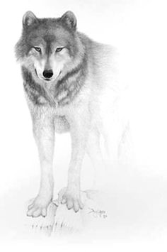 Pencil Drawing Of A Black Wolf 180 Best Wolf Drawings Images Drawing Techniques Drawing