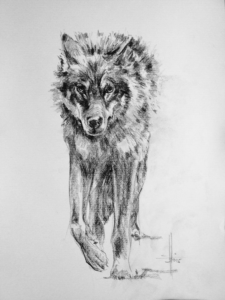 Pencil Drawing Of A Black Wolf Dibujo Lobo Carba N sobre Canson A3 Wolf Drawing Painting Wolf