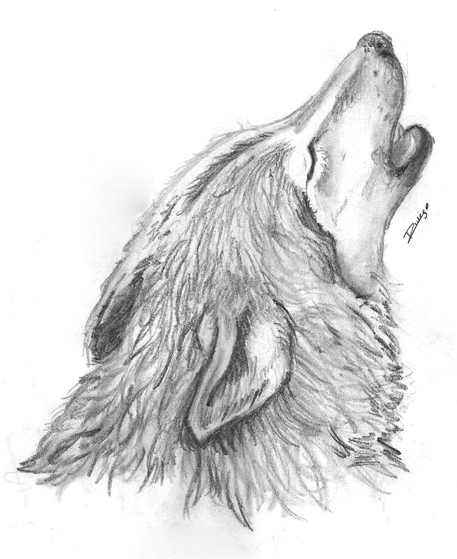 Pencil Drawing Of A Black Wolf Pin by Margaret Luke On Wolves Wolf Drawings Pencil Drawings