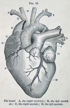 Pencil Drawing Of A Human Heart 1875 Best Human Heart Images In 2019 Feminist Art Embroidery