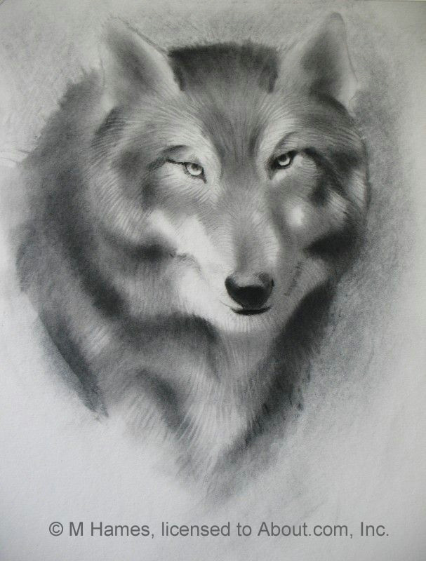 Pencil Drawing Of A Wolf Head A Step by Step Guide Of How to Draw A Wolf