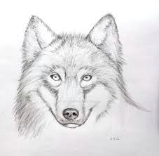 Pencil Drawing Of A Wolf Head Image Result for Easy Drawings Of Wolves In Pencil Perros