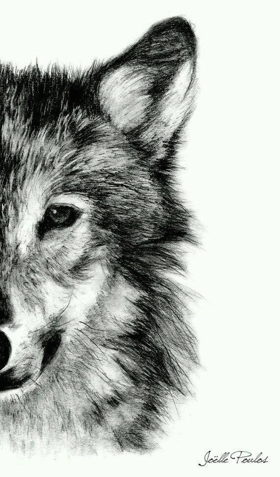 Pencil Drawing Of A Wolf Head Pin by Abigail Jurado On Pictures A Art Dessin Dessin Art