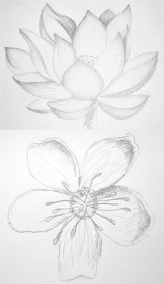 Pencil Drawing Of Lotus Flower 61 Best Art Pencil Drawings Of Flowers Images Pencil Drawings
